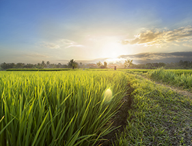 AgTech: Cultivating Sustainable Solutions to Food Inflation